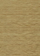 Sassafras 14023 Golden Maple