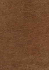 Zaragoza 219180 Fossil